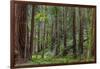 Mature Redwood Forest in Muir Woods National Monument in Mill Valley, California, Usa-Chuck Haney-Framed Photographic Print