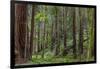 Mature Redwood Forest in Muir Woods National Monument in Mill Valley, California, Usa-Chuck Haney-Framed Photographic Print