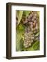 Mature Riesling grapes on the vine at Yamhill Valley Vineyards near McMinnville, Oregon, USA-Chuck Haney-Framed Photographic Print