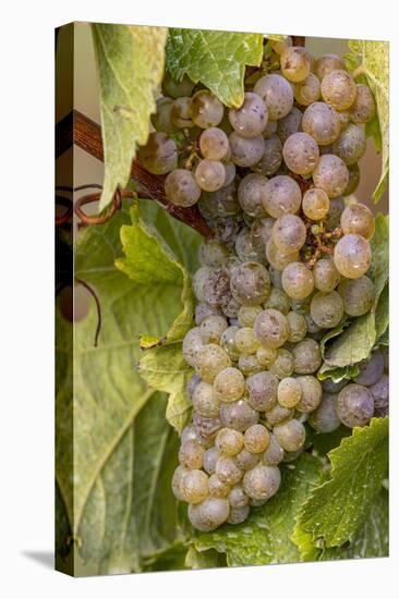 Mature Riesling grapes on the vine at Yamhill Valley Vineyards near McMinnville, Oregon, USA-Chuck Haney-Stretched Canvas