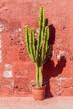 Cactus in Santa Catalina Monastery in Arequipa, Peru-Matyas Rehak-Framed Stretched Canvas