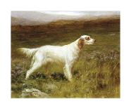 Greyhounds-Maud Earl-Premium Giclee Print