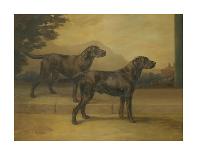 Two Black Labradors-Maud Earl-Premium Giclee Print