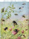 The Busy Bees and their Cousins-Maud Scrivener-Giclee Print