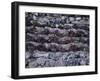 Mauer, Steine, Korallen, Mauerwerk, Natursteinmauerwerk, Gestein, Struktur-Thonig-Framed Photographic Print