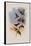 Mauge's Hummingbird, Sporadinus Maug?i-John Gould-Framed Stretched Canvas