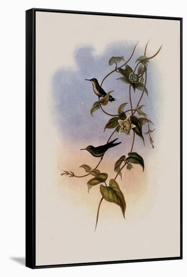 Mauge's Hummingbird, Sporadinus Maug?i-John Gould-Framed Stretched Canvas