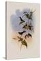 Mauge's Hummingbird, Sporadinus Maug?i-John Gould-Stretched Canvas