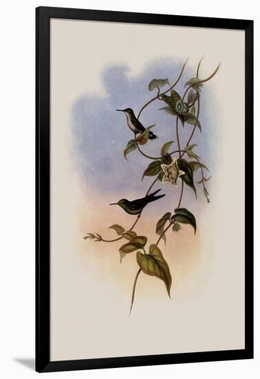 Mauge's Hummingbird, Sporadinus Maug?i-John Gould-Framed Giclee Print