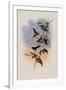 Mauge's Hummingbird, Sporadinus Maug?i-John Gould-Framed Giclee Print