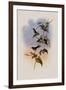 Mauge's Hummingbird, Sporadinus Maug?i-John Gould-Framed Giclee Print