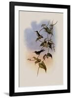 Mauge's Hummingbird, Sporadinus Maug?i-John Gould-Framed Giclee Print