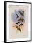 Mauge's Hummingbird, Sporadinus Maug?i-John Gould-Framed Giclee Print