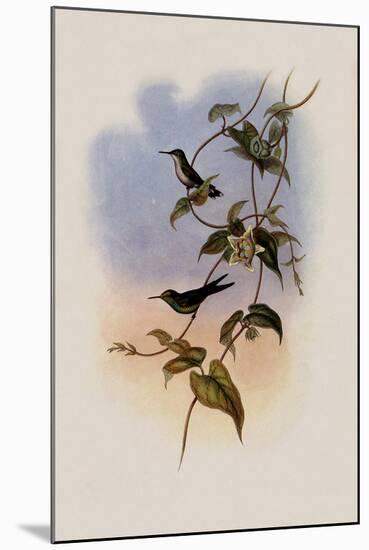 Mauge's Hummingbird, Sporadinus Maug?i-John Gould-Mounted Giclee Print