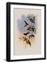 Mauge's Hummingbird, Sporadinus Maug?i-John Gould-Framed Giclee Print