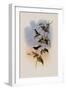 Mauge's Hummingbird, Sporadinus Maug?i-John Gould-Framed Giclee Print