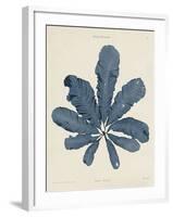 Maugeria Sanguinea-Henry Bradbury-Framed Giclee Print