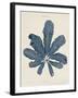 Maugeria Sanguinea-Henry Bradbury-Framed Giclee Print