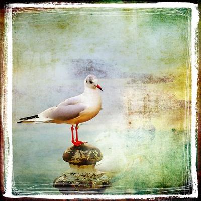 Sea Gull-Artistic Retro Styled Picture