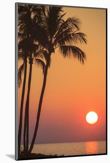 Maui, Hawaii, USA. Palm trees in the sunset.-Stuart Westmorland-Mounted Photographic Print