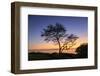 Maui, Hawaii, USA. Trees by the ocean at sunset.-Stuart Westmorland-Framed Photographic Print