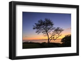 Maui, Hawaii, USA. Trees by the ocean at sunset.-Stuart Westmorland-Framed Photographic Print