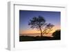 Maui, Hawaii, USA. Trees by the ocean at sunset.-Stuart Westmorland-Framed Photographic Print