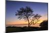Maui, Hawaii, USA. Trees by the ocean at sunset.-Stuart Westmorland-Mounted Photographic Print