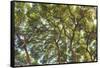 Maui, Hawaii, USA-Stuart Westmorland-Framed Stretched Canvas