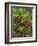 Maui, Hawaii. Wailea and group planting of tea plants-Darrell Gulin-Framed Photographic Print