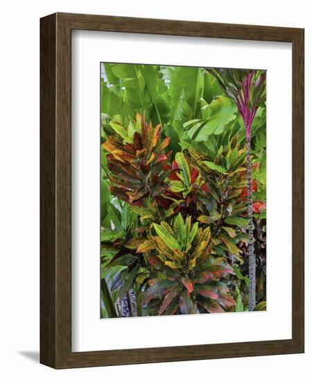 Maui, Hawaii. Wailea and group planting of tea plants-Darrell Gulin-Framed Photographic Print