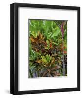 Maui, Hawaii. Wailea and group planting of tea plants-Darrell Gulin-Framed Photographic Print