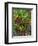 Maui, Hawaii. Wailea and group planting of tea plants-Darrell Gulin-Framed Photographic Print