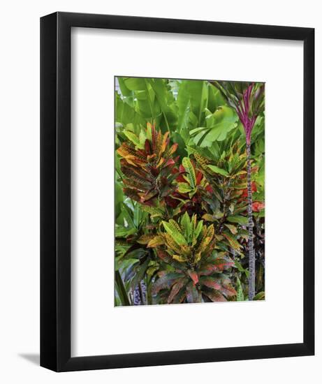 Maui, Hawaii. Wailea and group planting of tea plants-Darrell Gulin-Framed Photographic Print