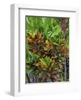 Maui, Hawaii. Wailea and group planting of tea plants-Darrell Gulin-Framed Photographic Print