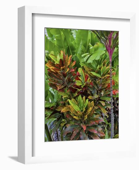 Maui, Hawaii. Wailea and group planting of tea plants-Darrell Gulin-Framed Photographic Print