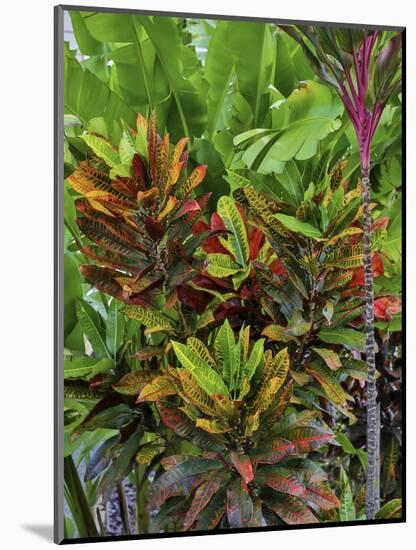 Maui, Hawaii. Wailea and group planting of tea plants-Darrell Gulin-Mounted Photographic Print