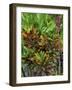 Maui, Hawaii. Wailea and group planting of tea plants-Darrell Gulin-Framed Photographic Print