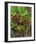 Maui, Hawaii. Wailea and group planting of tea plants-Darrell Gulin-Framed Photographic Print