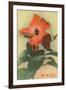 Maui, Hibiscus Blossom-null-Framed Art Print