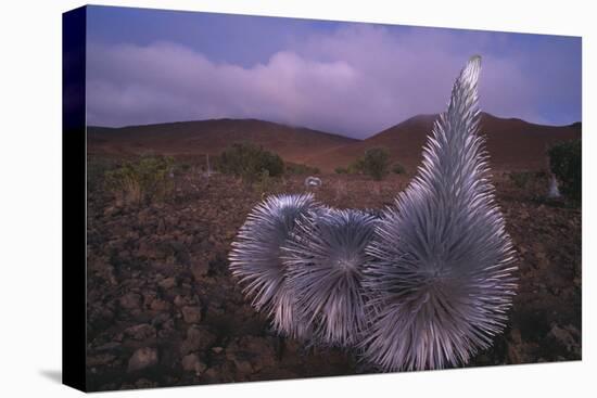 Mauna Kea Silversword-DLILLC-Stretched Canvas