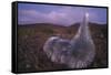 Mauna Kea Silversword-DLILLC-Framed Stretched Canvas