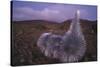 Mauna Kea Silversword-DLILLC-Stretched Canvas