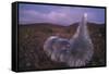 Mauna Kea Silversword-DLILLC-Framed Stretched Canvas