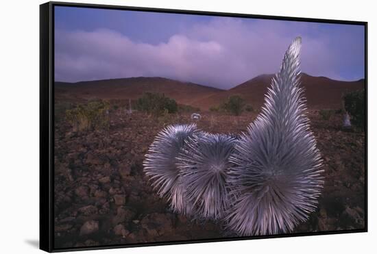 Mauna Kea Silversword-DLILLC-Framed Stretched Canvas