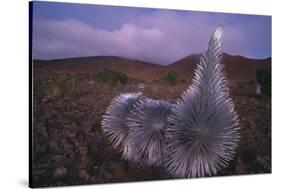Mauna Kea Silversword-DLILLC-Stretched Canvas