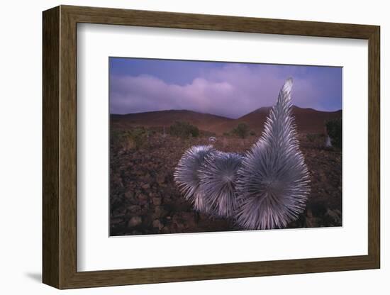 Mauna Kea Silversword-DLILLC-Framed Photographic Print