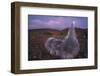 Mauna Kea Silversword-DLILLC-Framed Photographic Print