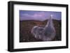 Mauna Kea Silversword-DLILLC-Framed Photographic Print