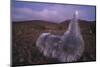 Mauna Kea Silversword-DLILLC-Mounted Photographic Print